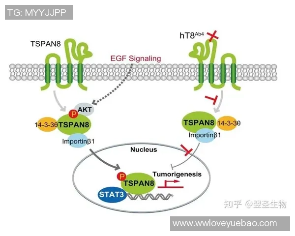 探索ab足球的魅力与发展历程，揭示其背后的故事与未来趋势